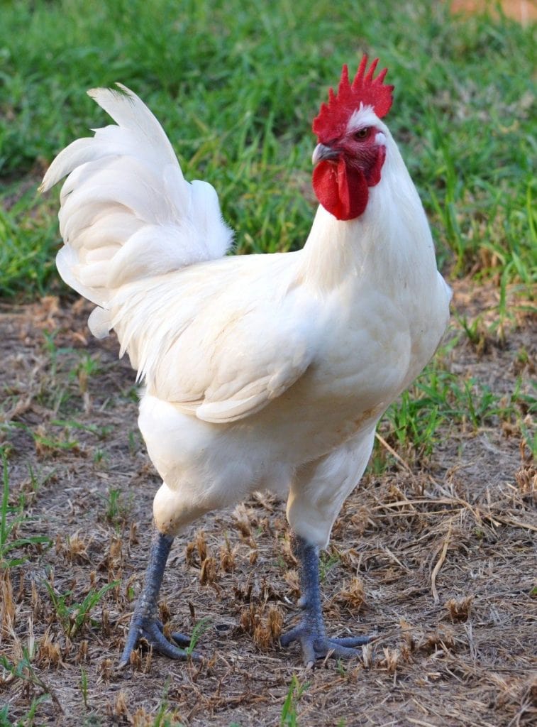 American Bresse Chicken