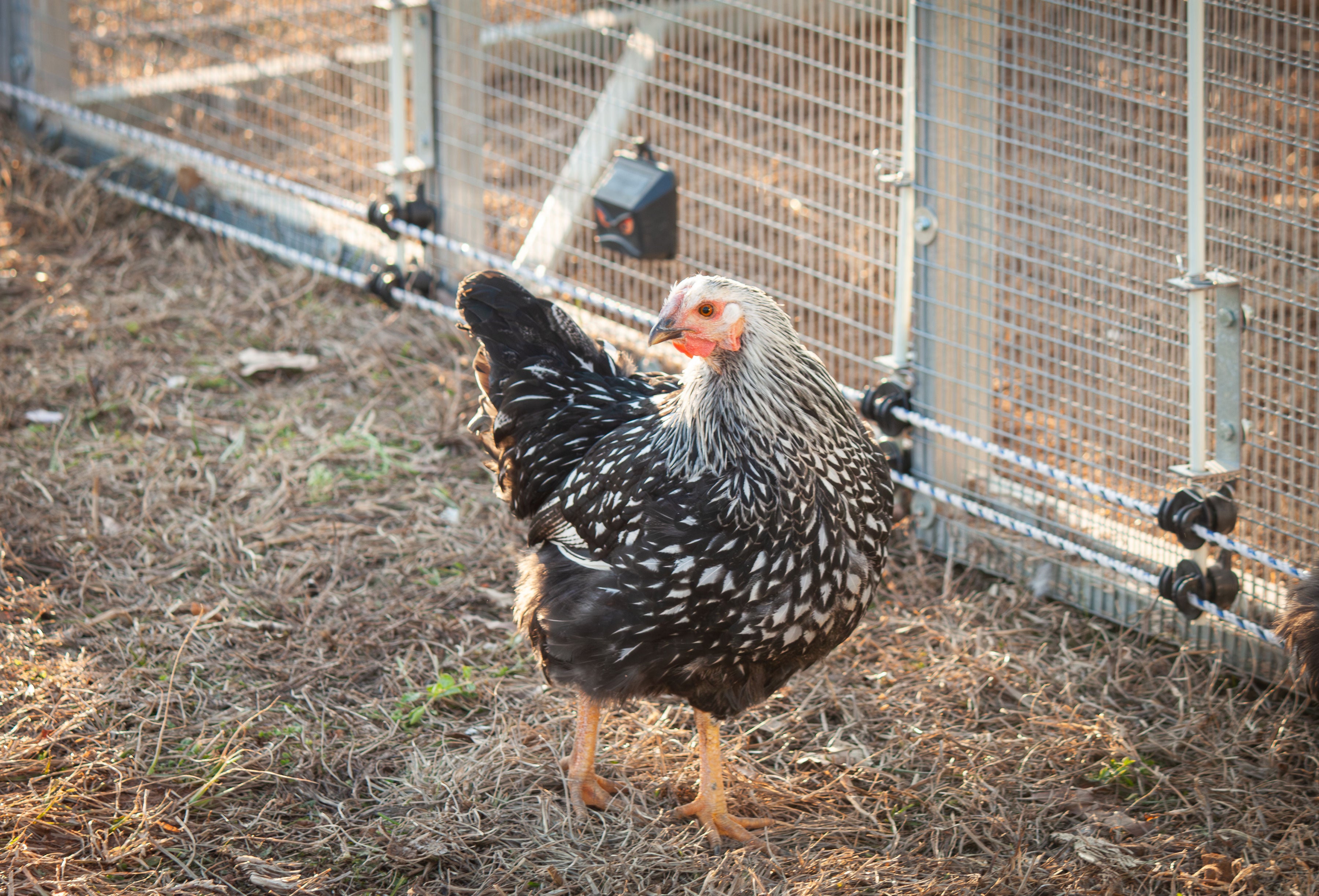 Silver Laced Wyandotte Chicken