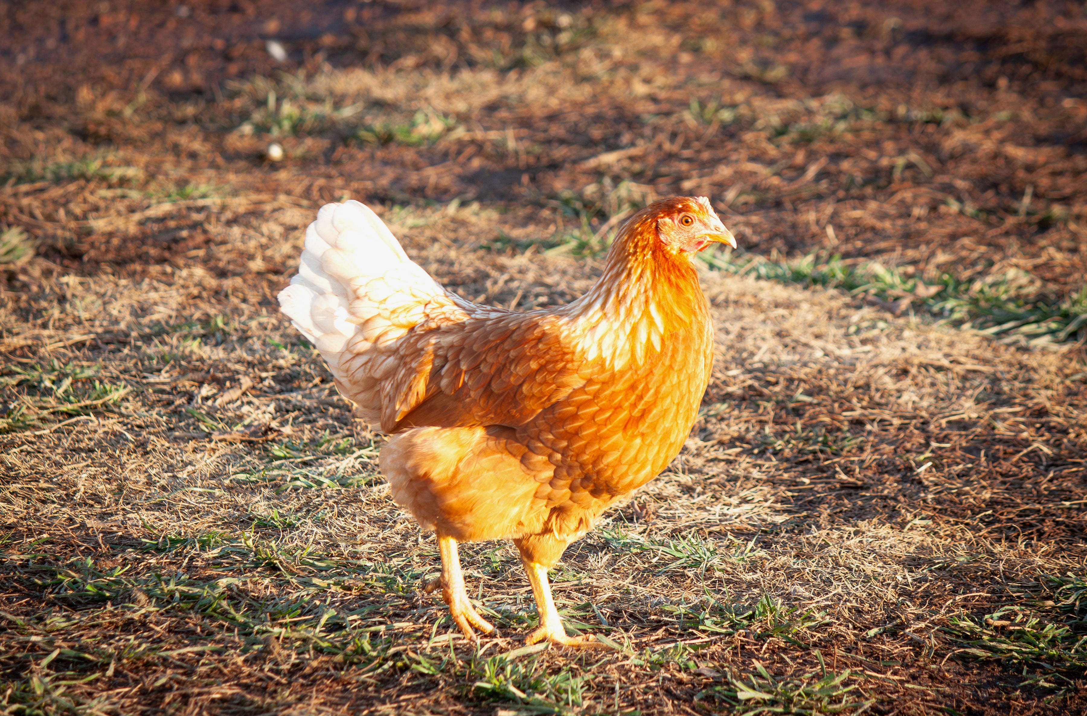 Whiting True Green Chicken