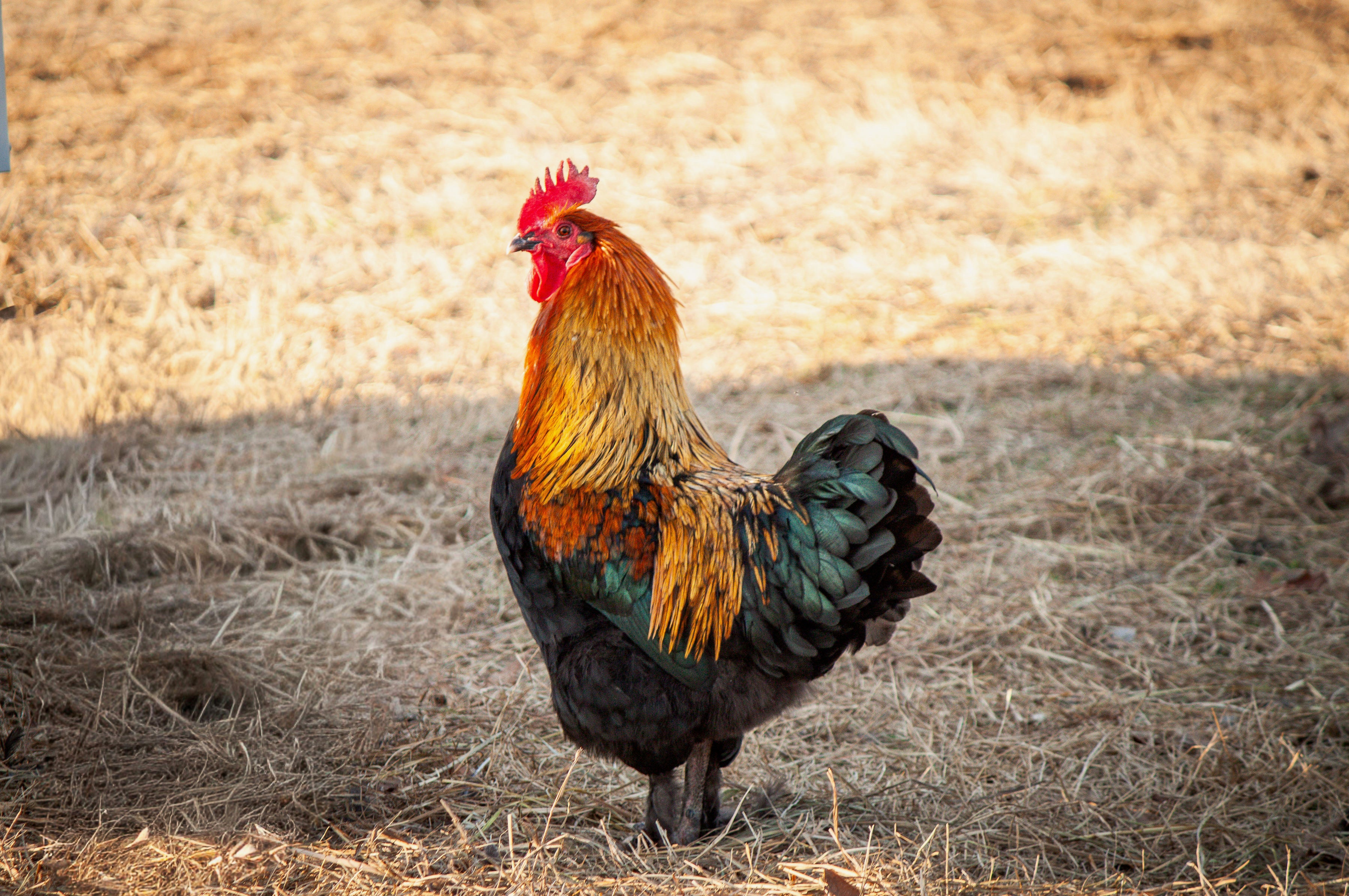 French Black Copper Marans