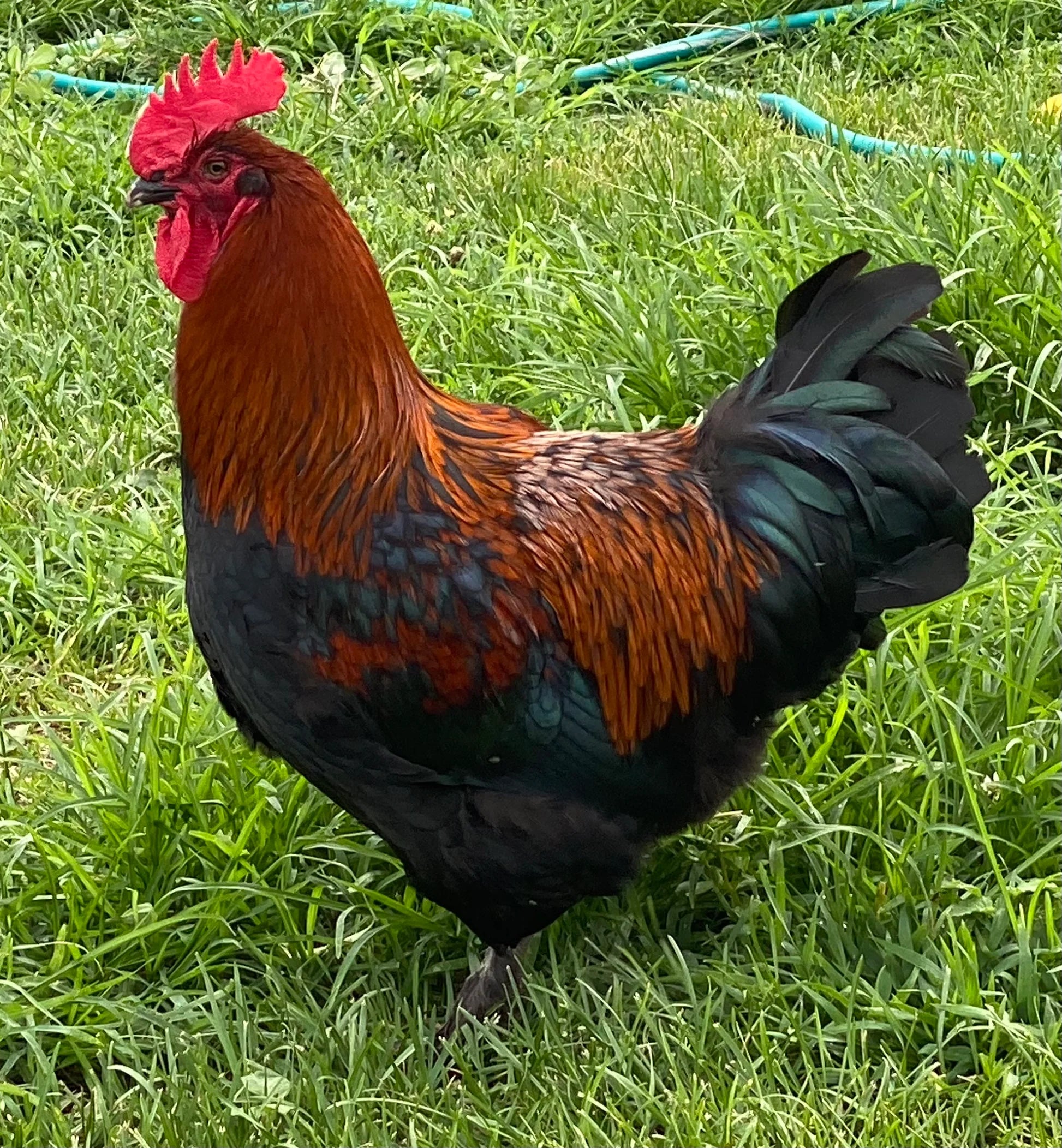 French Black Copper Marans