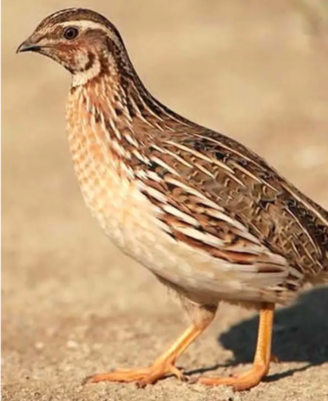 Coturnix Quail