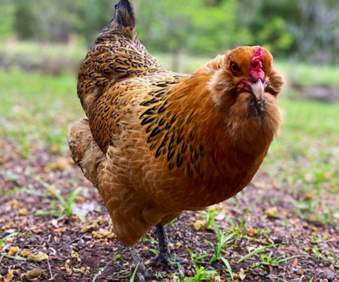 Ameraucana Chicken