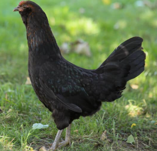 Whiting True Blue Chicken